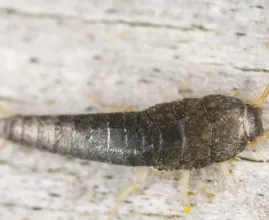 Was du gegen Silberfische in der Küche oder im Bad tun kannst!
