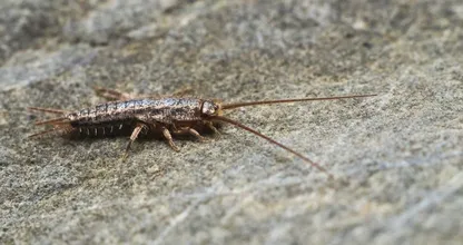 Zilvervisjes in huis? Met deze zelfgemaakte val kom je ervan af