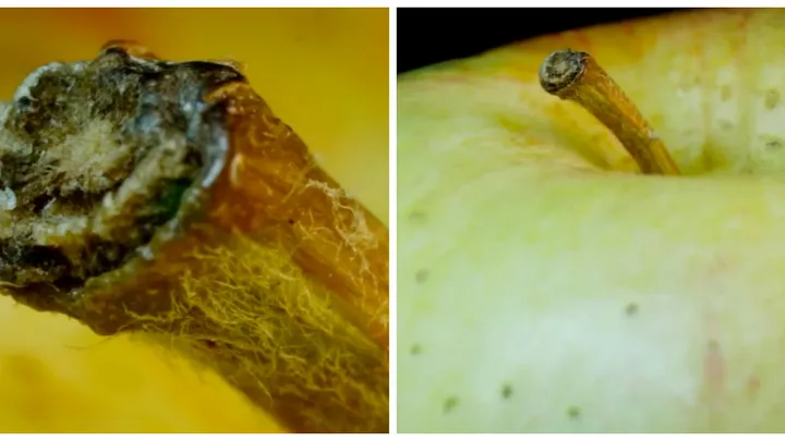 El internet está obsesionado con estas fotografías, ¿puedes decir lo que se supone que es?