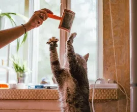 Dit is waarom jouw kat zo dol is op toiletpapier versnipperen