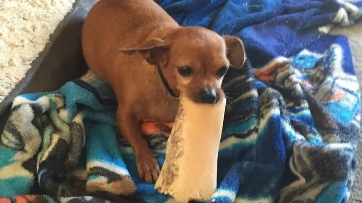 Esta pitbull se recusou a deixar o abrigo sem seu amigo chihuahua