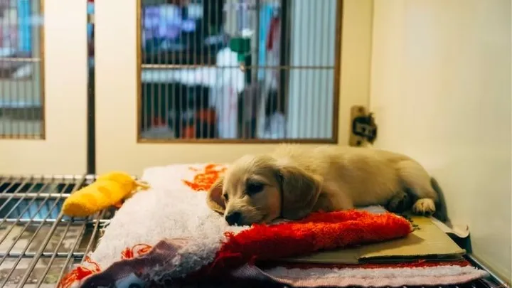 Hombre encuentra un pitbull atado a un árbol y lee la carta que está al lado