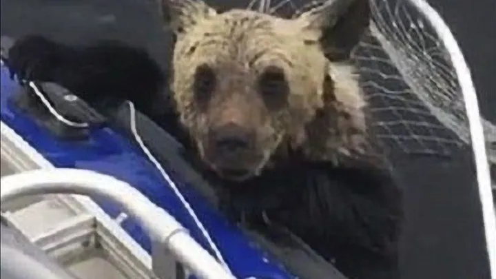Check out the shocking things this mother bear does while fishermen save her cubs