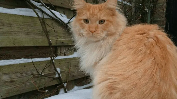 SCHOKKEND: prachtige kat Guus is gewelddadig vermoord in Alkmaar, wie heeft iets gezien? Delen SVP!