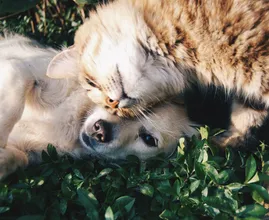 5x de schattigste voor-en-na-foto's van dieren die samen zijn opgegroeid