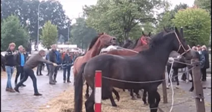 VIDEO: deze paardenmarkten zijn gewoon in Nederland.. Zelfs de dierenbescherming geeft het op! Dit moet stoppen!