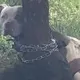 Hombre encuentra un pitbull atado a un árbol y lee la carta que está al lado