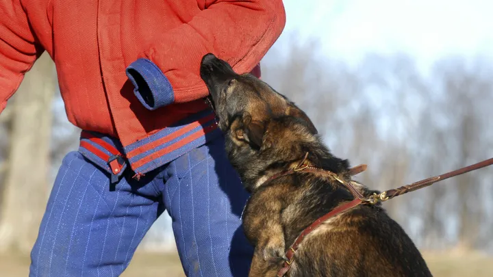 SCHOKKEND drama in Drenthe: peuter zwaargewond in ziekenhuis door agressieve honden!