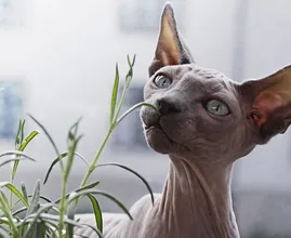 ¿Te atreverías a tener un gato Esfinge? La mascota más especial del mundo