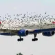 鳥たちが飛行機から離れない理由に気づいたパイロットが、涙を流しました。