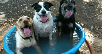 Ook honden hebben het warm dit weekend. ZO houd je jouw trouwe viervoeter koel!