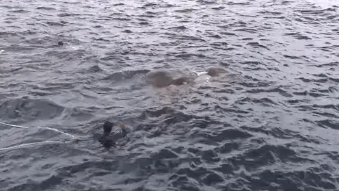 La Marine se retrouve face à face avec une créature massive dans l’eau