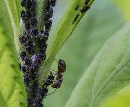 Met deze 5 tips kun je bladluis op een natuurlijke manier bestrijden