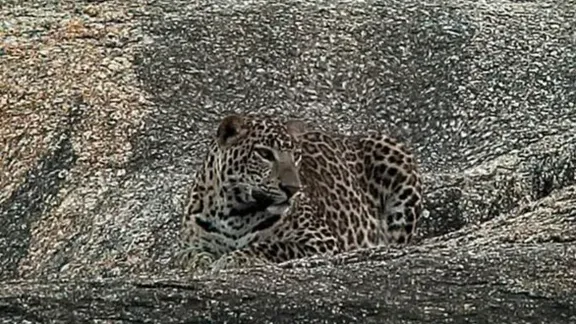 ¿Puedes encontrar el leopardo de la foto? Casi nadie lo encuentra.