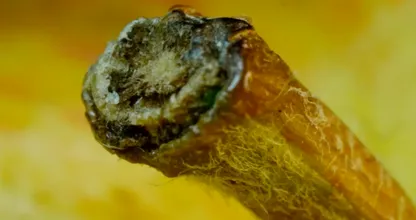 The internet is obsessing over this picture, can you tell what this is supposed to be?