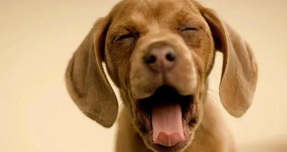 Doet jouw hond dit ook wel eens? Iedereen met een hond MOET dit even lezen!