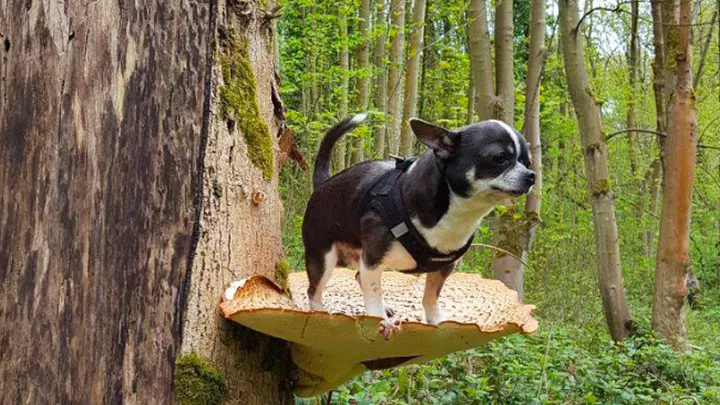 Here are 10 pictures of dogs on mushrooms