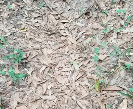 Can you spot the particularly well-camouflaged snake in this photo?