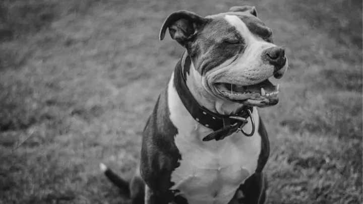 Hombre encuentra un pitbull atado a un árbol y lee la carta que está al lado