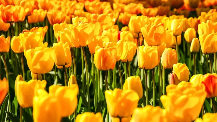 Yes! Heerlijk lenteweer tijdens paasweekend