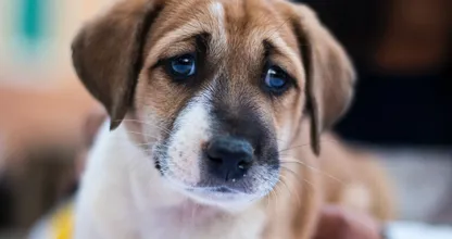 Abandoned dog was found and saved by New York community