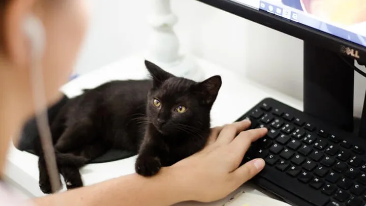 De reden waarom katten altijd op je spullen gaan liggen