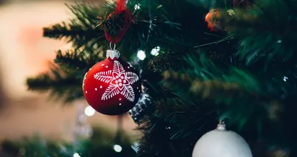 Zo veel insecten kruipen er in jouw kerstboom rond