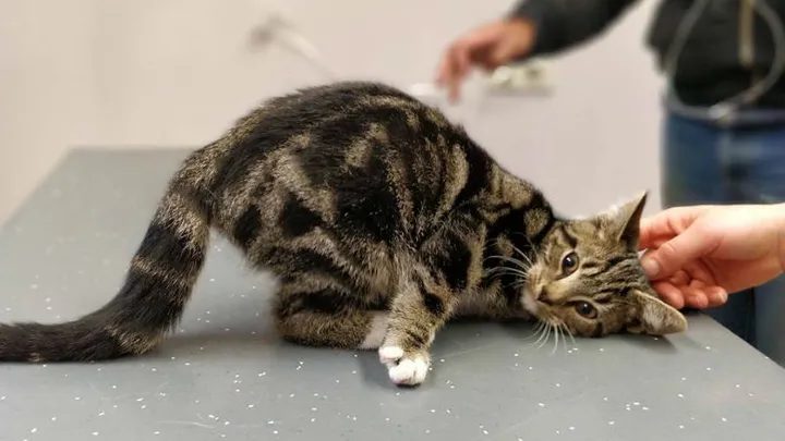 Gezocht: baasje van avontuurlijk katje dat door half Nederland reisde