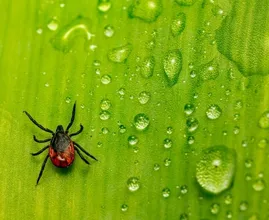 Opletten: teken komen meer voor in eigen tuin dan gedacht