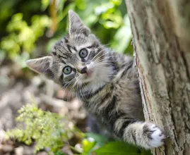 Sempre encontra os gatos do seu vizinho em seu jardim? Este truque para gatos os manterá afastados!
