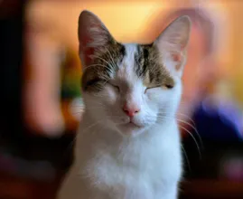 ¿Alguna vez le haces un guiño a tu gato? ¡DEBERÍAS hacer eso regularmente!