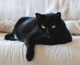 Dierenartsen waarschuwen voor dodelijke kattenziekte