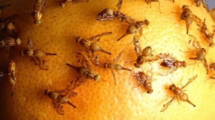 Nog steeds last van irritante fruitvliegjes in huis? Dit is de reden