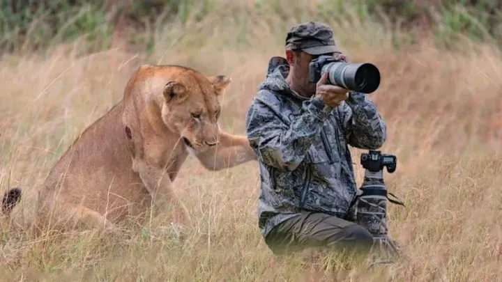 Un lion demande l'aide d'un photographe - L'incroyable vérité révélée