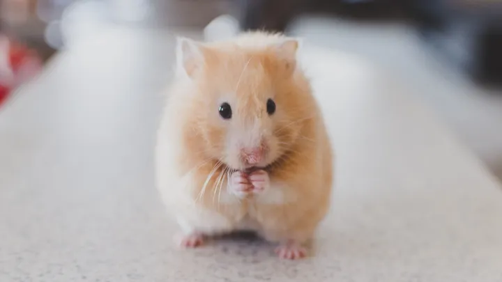 New alternative method might mean the end of animal testing
