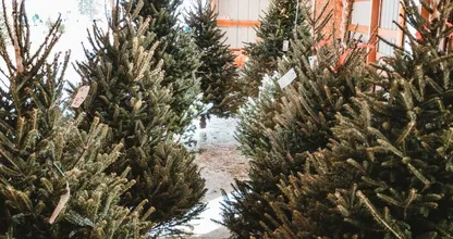 Einde van een tijdperk: geen kerstbomen voor 1 euro meer bij IKEA