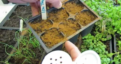 THIS is why everyone sprinkles ground cinnamon all over their gardens! Genius!