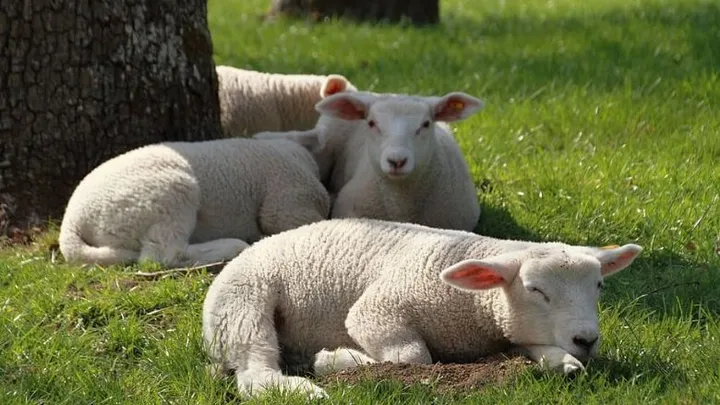 De paraplu kan in de kast: ‘Maart belooft warm en droog te worden’