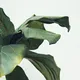Voici comment maintenir vos plantes en vie pendant l'hiver
