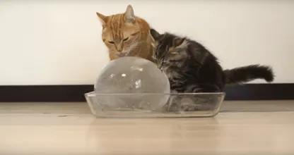 Help je kat de warme dagen door. Dit vinden ze echt geweldig!! Tag iemand met een kat.