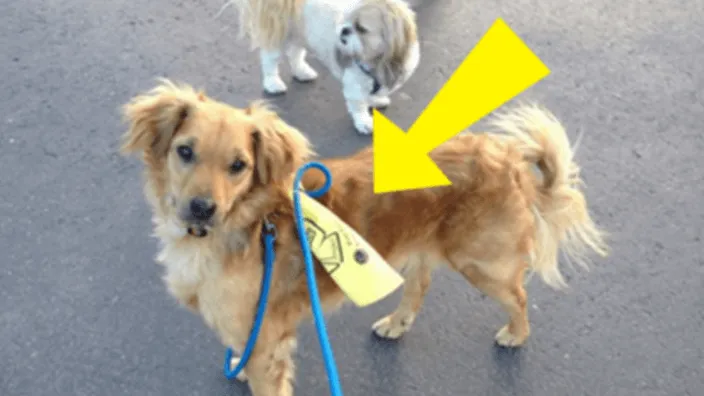 Kommt dir ein Hund mit einer gelben Markierung entgegen? Dann solltest du wissen, wie du reagieren musst