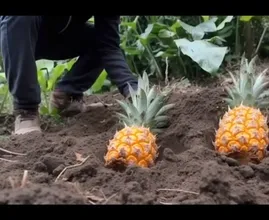 Plant Pineapples All Over Your Garden: Look What Happens a Week Later!
