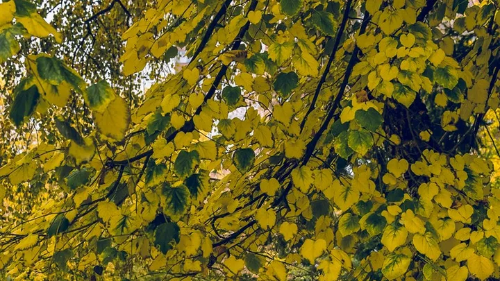 Woman removes paint from a painting and discovers her husband’s 50-year-old secret