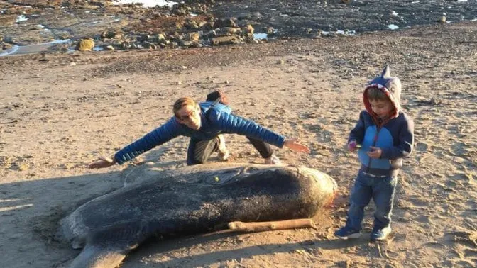 Masywny, Tajemniczy Potwór Morski Znaleziony na Kalifornijskiej Plaży Wprawia W Osłupienie Naukowców