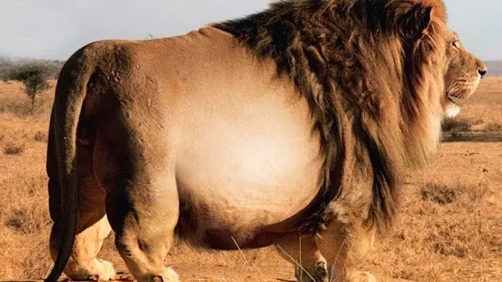 Dieser Löwe wurde in freier Wildbahn gesichtet – Tierarzt nach Untersuchtung schockiert