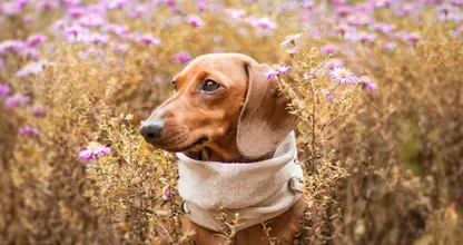 Deze bloemen zijn giftig voor huisdieren