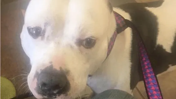 Hartverscheurend: wat deze hond doet als zijn baasjes hem hebben verlaten.. Dit moet je even zien!