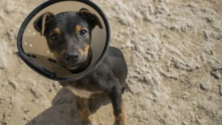 Kan jouw hond het coronavirus krijgen? Wij leggen het je uit