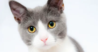 Het chippen van je kat wordt binnenkort verplicht