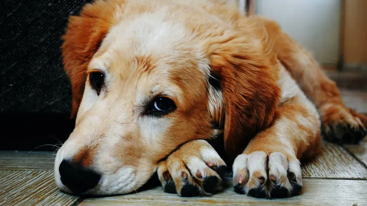 Ahw: hierom blijft je hond je soms een hele tijd aanstaren